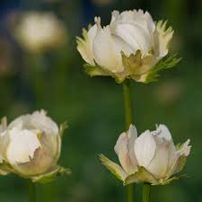 Image result for Trollblume