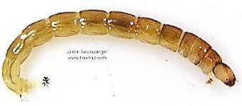 Attēlu rezultāti vaicājumam “Chironomidae larva”