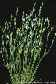 Attēlu rezultāti vaicājumam “Juncus bufonius”