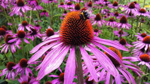 Attēlu rezultāti vaicājumam “Echinacea purpurea flower”