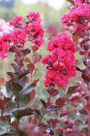 Image result for Lagerstroemia