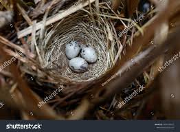 Attēlu rezultāti vaicājumam “Emberiza schoeniclus nest”