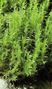 Attēlu rezultāti vaicājumam “Ceratodon purpureus”