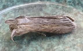 Attēlu rezultāti vaicājumam “Cucullia umbratica”