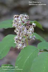 Attēlu rezultāti vaicājumam “Sambucus racemosa flower”