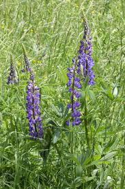 Image result for Lupinus polyphyllus Lindl.