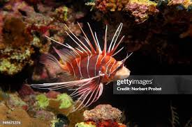 Image result for Pterois radiata
