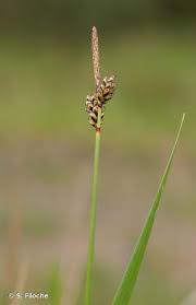 Attēlu rezultāti vaicājumam “Carex ericetorum”