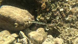 Image result for Sphyraena viridensis