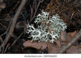 Attēlu rezultāti vaicājumam “Pseudevernia furfuracea”