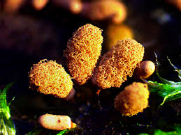 Attēlu rezultāti vaicājumam “Collaria rubens macro”