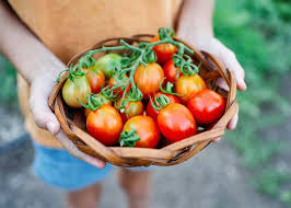 Afbeeldingsresultaat voor principe borghese tomato