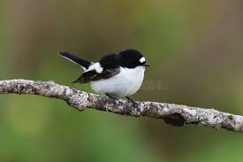 Attēlu rezultāti vaicājumam “Ficedula hypoleuca male”