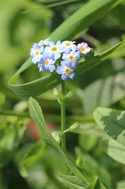 Attēlu rezultāti vaicājumam “Myosotis sparsiflora flower”
