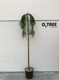 Attēlu rezultāti vaicājumam “Larix kaempferi”