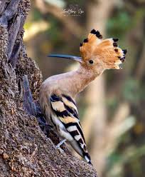 Attēlu rezultāti vaicājumam “Upupa epops adult”