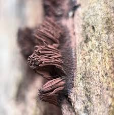 Attēlu rezultāti vaicājumam “Arcyria cinerea macro”