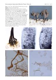 Attēlu rezultāti vaicājumam “Stemonitopsis hyperopta var. landewaldii young”