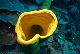 Attēlu rezultāti vaicājumam “Tubifera applanata sessile”