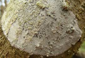 Attēlu rezultāti vaicājumam “Phaeographis dendritica”