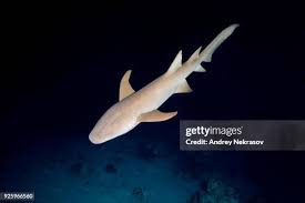 Image result for Nebrius ferrugineus