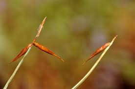 Attēlu rezultāti vaicājumam “Carex pauciflora”