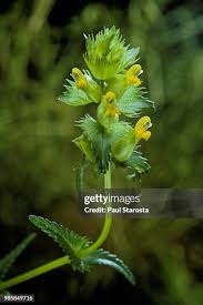 Attēlu rezultāti vaicājumam “Rhinanthus serotinus leaf”