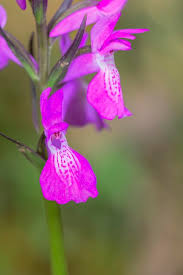 Attēlu rezultāti vaicājumam “Orchis mascula flower”