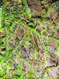 Attēlu rezultāti vaicājumam “Lepidozia reptans”