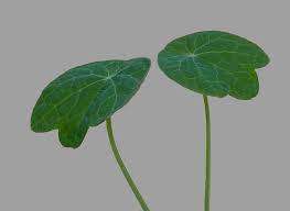 Attēlu rezultāti vaicājumam “Tropaeolum majus leaf”