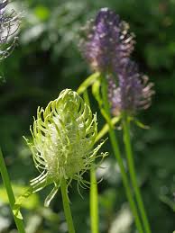 Attēlu rezultāti vaicājumam “Phyteuma spicatum fruit”