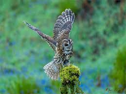 Attēlu rezultāti vaicājumam “Strix aluco”