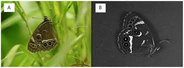 Attēlu rezultāti vaicājumam “Lopinga achine”