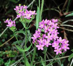 Image result for Centaurium erythraea