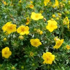 Image result for Potentilla tormentilla