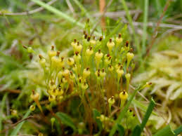 Attēlu rezultāti vaicājumam “Splachnum ampullaceum sporophyte”