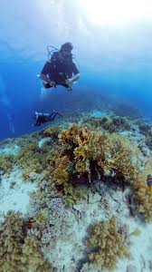 Image result for York University Sub Aqua Club