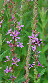 Image result for Lythrum salicaria