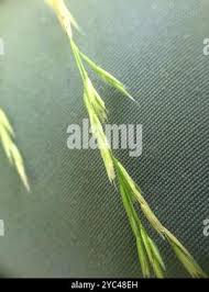 Attēlu rezultāti vaicājumam “Cinna latifolia”