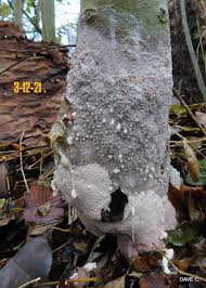 Attēlu rezultāti vaicājumam “Brefeldia maxima young”