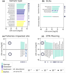Image result for Vazella pourtalesii