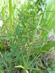 Attēlu rezultāti vaicājumam “Galium boreale leaf”