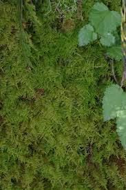 Attēlu rezultāti vaicājumam “Thuidium assimile”