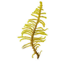 Attēlu rezultāti vaicājumam “Palustriella decipiens”