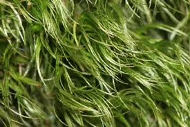 Attēlu rezultāti vaicājumam “Paraleucobryum longifolium”