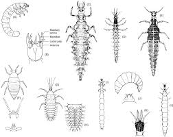 Attēlu rezultāti vaicājumam “Hemerobiidae”