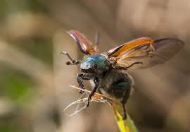 Attēlu rezultāti vaicājumam “Phyllopertha horticola”