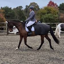 Image result for Elstead Riding Club