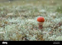 Attēlu rezultāti vaicājumam “Leccinum vulpinum”