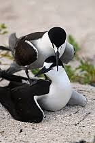 Image result for Onychoprion fuscatus